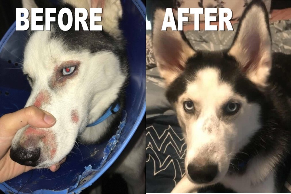 Grooming-By-Tanya-Dog-Husky-hairloss-hair-regrow-Springfield-MO-min