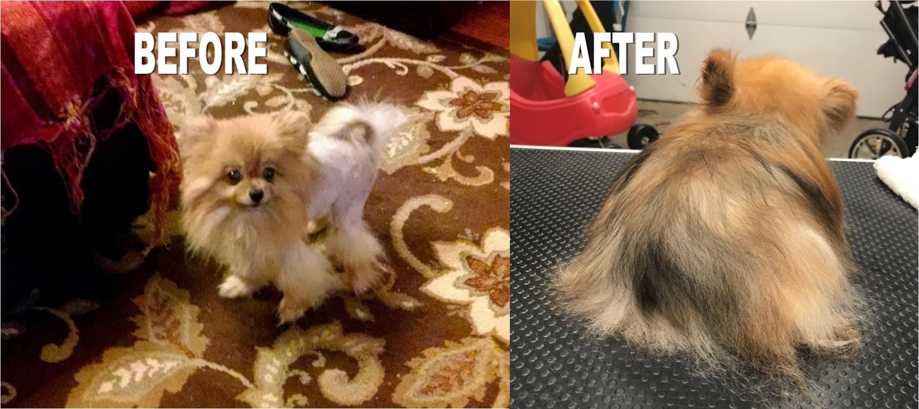 Grooming-By-Tanya-Dog-Pomeranian-hairloss-hair-regrow-Springfield-MO-min