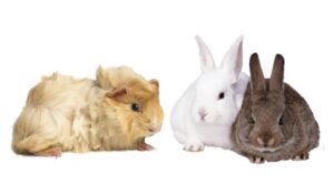 Guinea pig and rabbits
